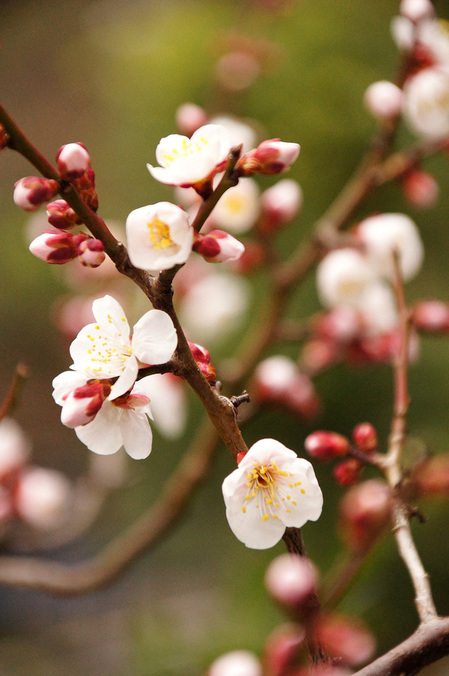 plum-blossoms5.jpg